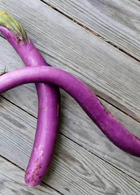Long Purple Eggplant – 50 Seeds