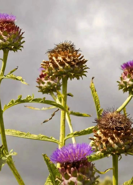 Cardoon – 25 Seeds
