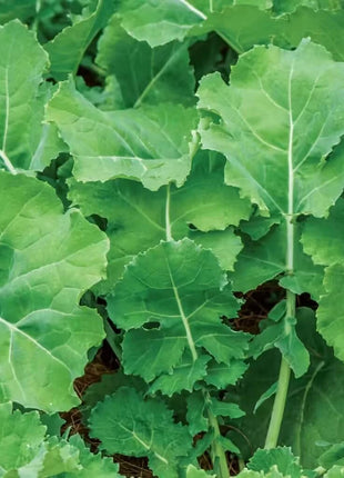 Premier Kale – 250 Seeds