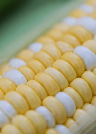Peaches & Cream Corn – 30 Seeds