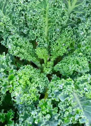 Vates Blue Scotch Curled Kale – 250 Seeds