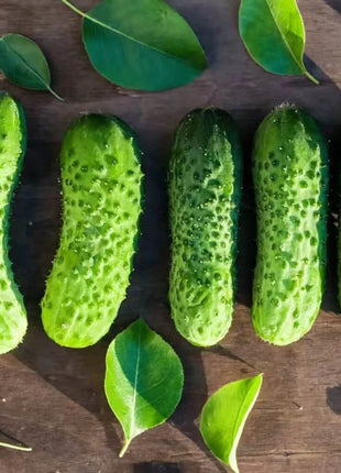 Boston Pickling Cucumber – 30 Seeds