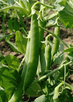 Early Frosty Peas – 25 Seeds