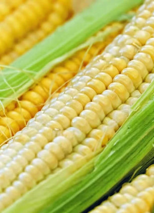 Bodacious Corn – 30 Seeds