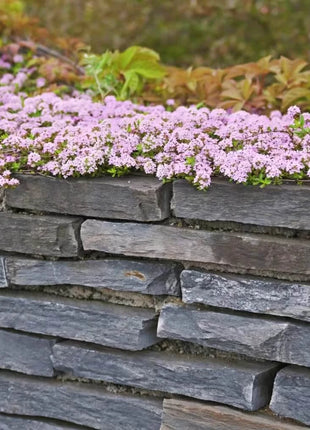 Creeping Thyme – 250 Seeds