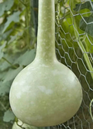 Dipper Gourd – 15 Seeds