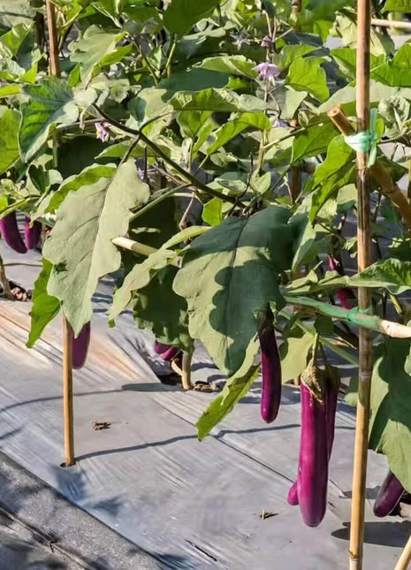 Long Purple Eggplant – 50 Seeds