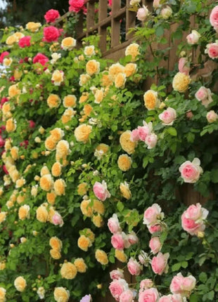 🌹Climbing Vine Rose Flower Seeds🌹