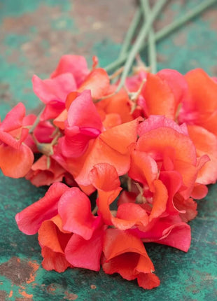 Prince of Orange Sweet Pea – 25 Seeds