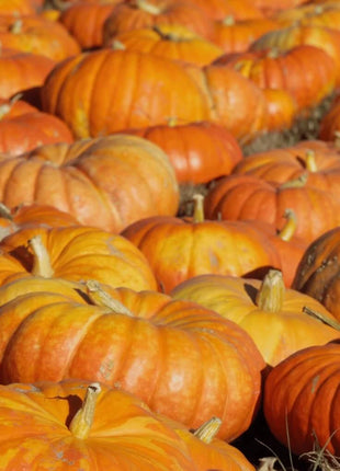 Cinderella Pumpkin – 10 Seeds