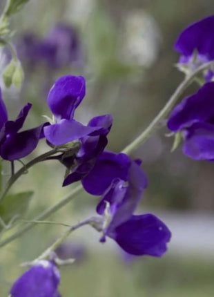 Royal Navy Blue Sweet Pea – 25 Seeds