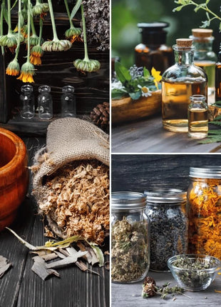 Medicinal Herb Seed Collection – 15 Varieties