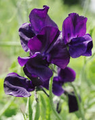 Royal Navy Blue Sweet Pea – 25 Seeds