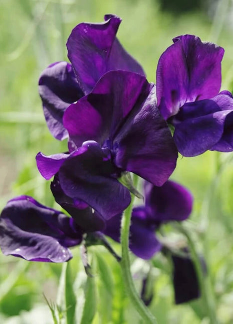 Royal Navy Blue Sweet Pea – 25 Seeds