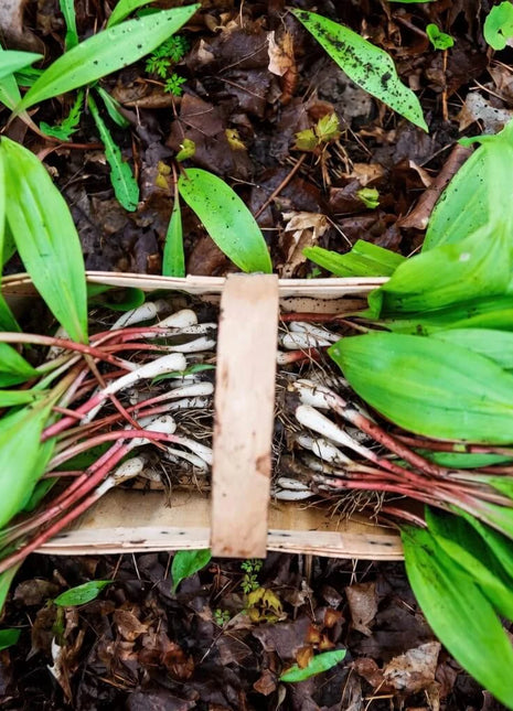 Wild Leek (Ramps) – 10 Seeds