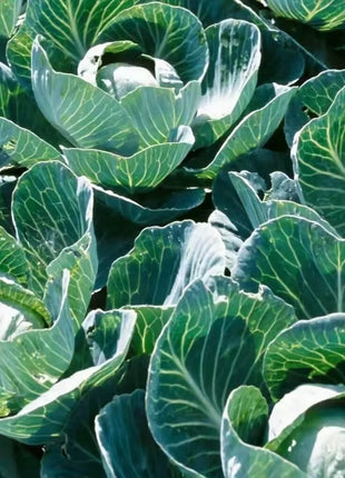 Copenhagen Market Cabbage – 100 Seeds