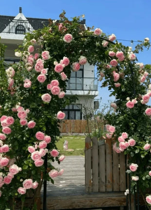 🌹Climbing Vine Rose Flower Seeds🌹