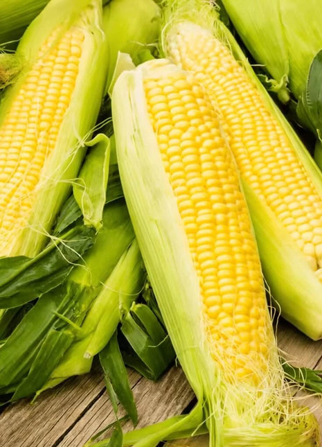Kandy Korn Corn – 30 Seeds