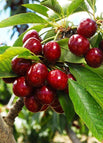 2 Pack / 50 Seeds (Save 30%)