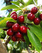 🍒 (New Harvest) Sweet Cherry Seeds 🌿Pre-Primed for High Germination (99% Germination)