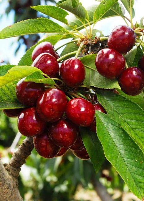 🍒 (New Harvest) Sweet Cherry Seeds 🌿Pre-Primed for High Germination (99% Germination)