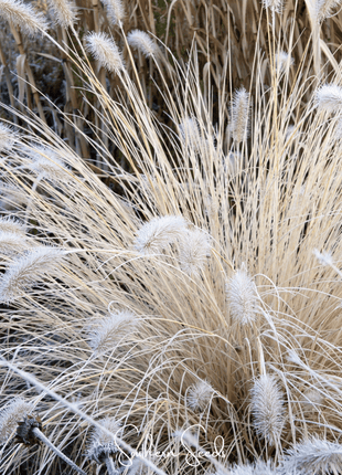 Feathertop – 25 Seeds