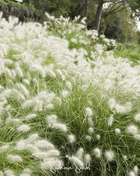 Feathertop – 25 Seeds