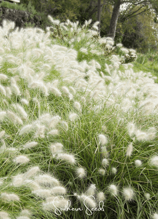 Feathertop – 25 Seeds