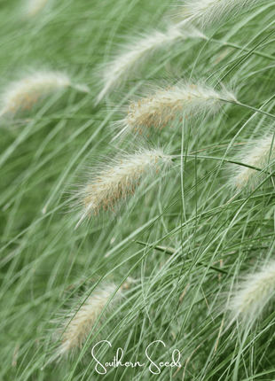Feathertop – 25 Seeds