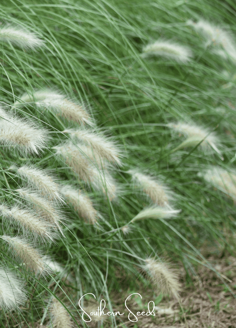 Feathertop – 25 Seeds