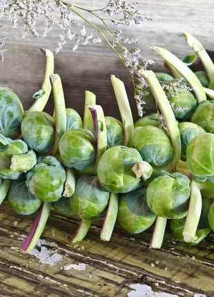 Catskill Brussels Sprouts – 250 Seeds