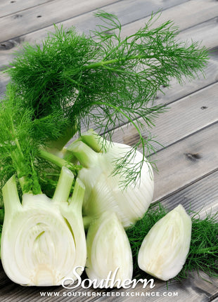 Florence Fennel – 200 Seeds