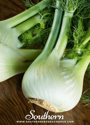 Florence Fennel – 200 Seeds