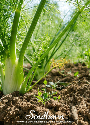 Florence Fennel – 200 Seeds