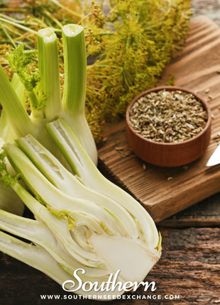 Florence Fennel – 200 Seeds