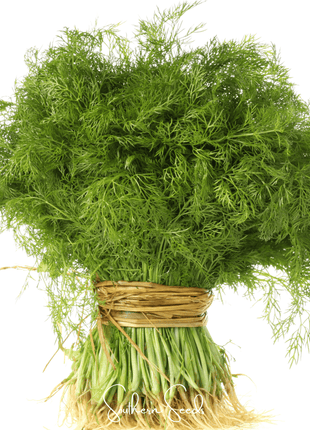 Grosfruchtiger Fennel – 200 Seeds