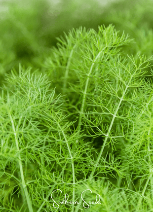 Grosfruchtiger Fennel – 200 Seeds
