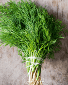 Grosfruchtiger Fennel – 200 Seeds