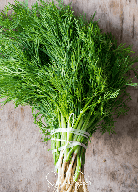 Grosfruchtiger Fennel – 200 Seeds