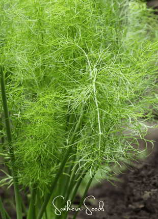Grosfruchtiger Fennel – 200 Seeds