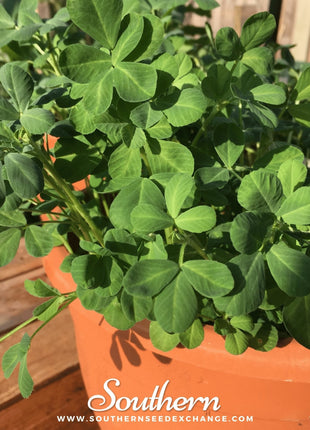 Fenugreek – 50 Seeds
