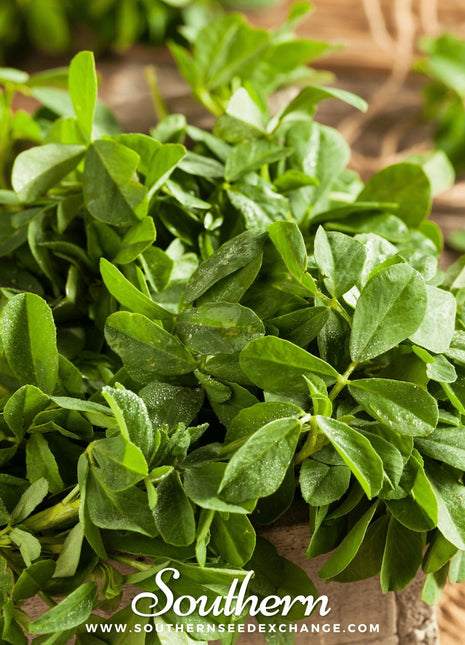 Fenugreek – 50 Seeds