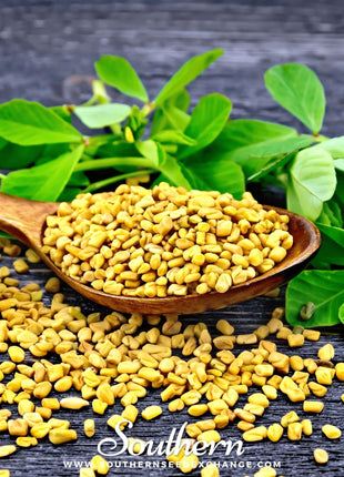 Fenugreek – 50 Seeds