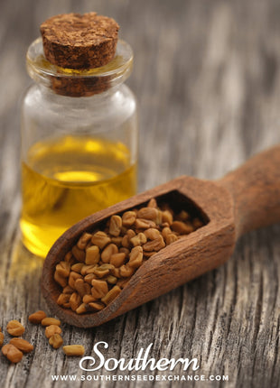 Fenugreek – 50 Seeds