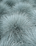 Blue Fescue – 100 Seeds