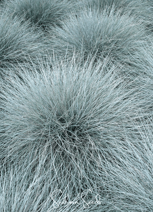 Blue Fescue – 100 Seeds