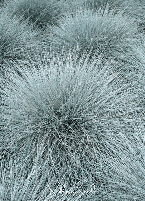 Blue Fescue – 100 Seeds