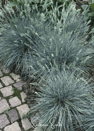 Blue Fescue – 100 Seeds