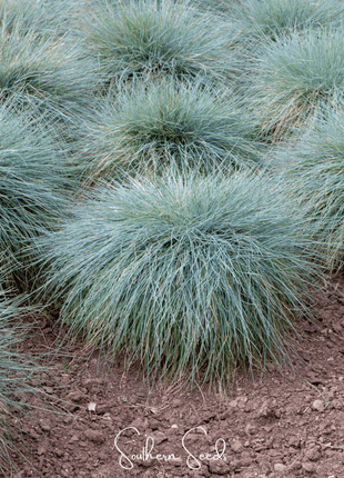 Blue Fescue – 100 Seeds