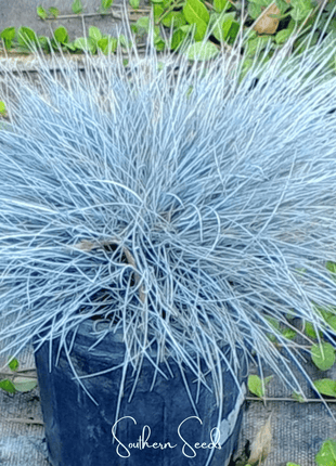 Blue Fescue – 100 Seeds
